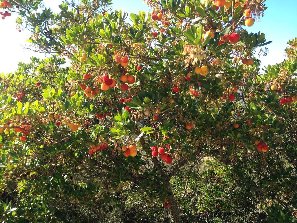 Apartamentos Rurales En Plena Sierra La Calera المظهر الخارجي الصورة