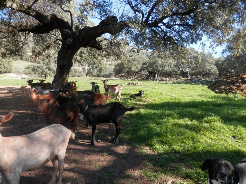 Apartamentos Rurales En Plena Sierra La Calera المظهر الخارجي الصورة